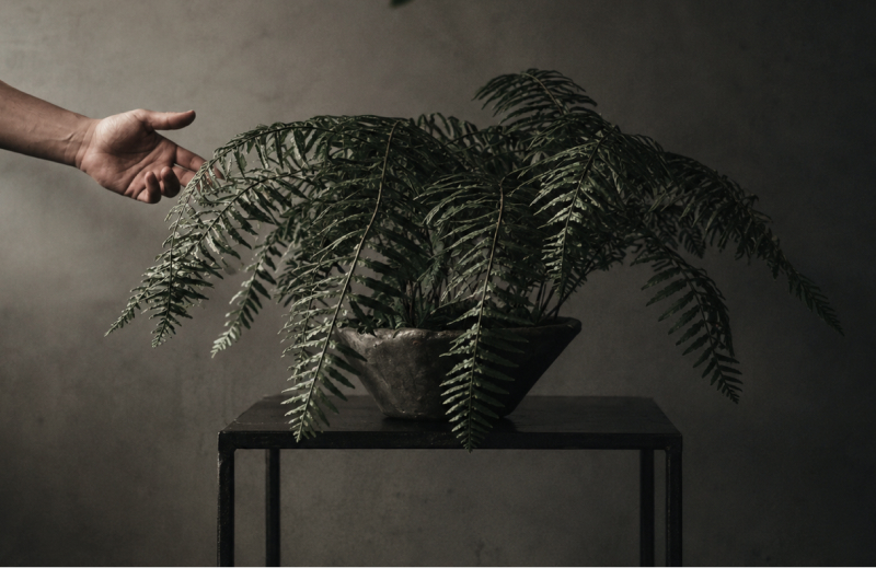 オルム シダ植物