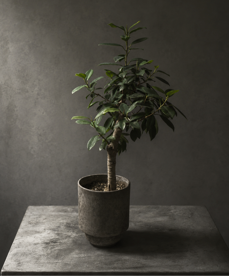 オルム 観葉植物