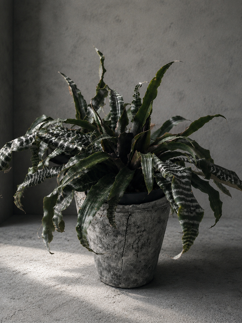 オルム 観葉植物