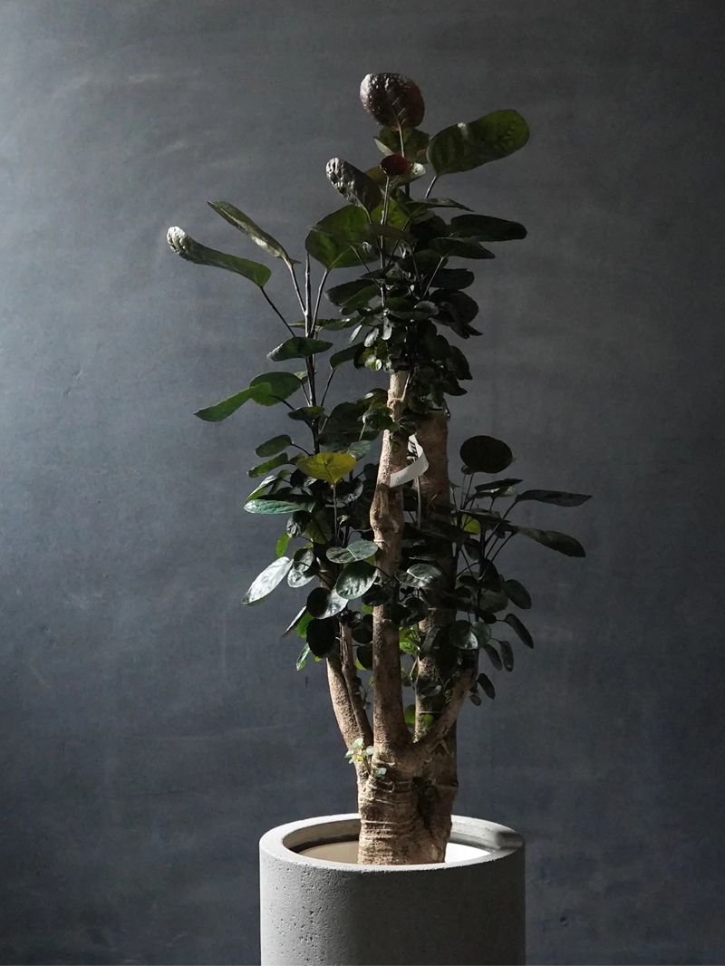 オルム 大型観葉植物