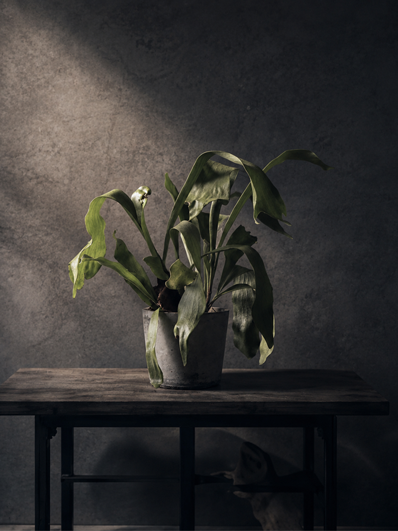 オルム オブジェ植物